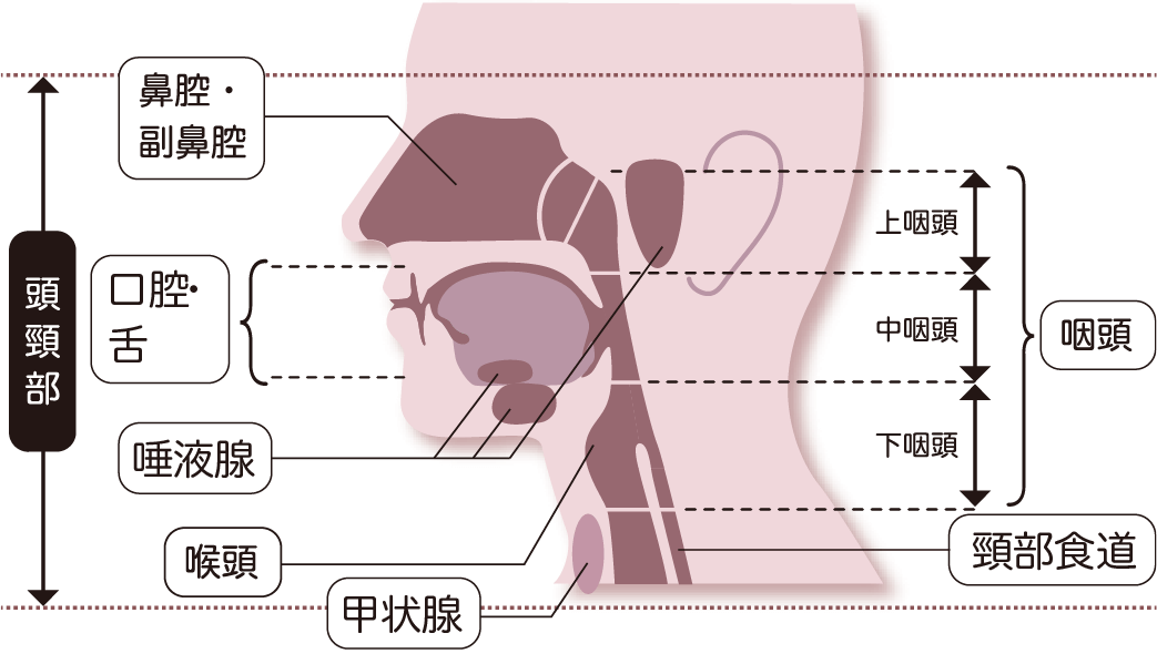 頭頸部(とうけいぶ)